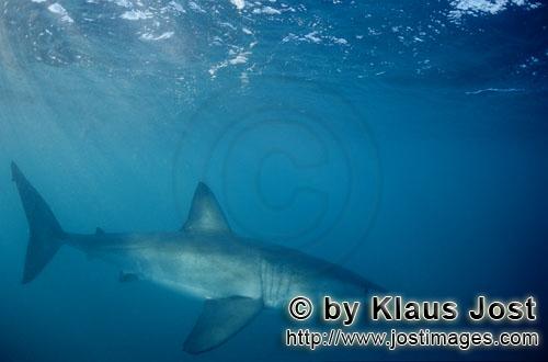 Weißer Hai/Great White shark/Carcharodon carcharias        Großer Weißer Hai unterwegs im Ozean</
