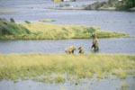 Braunbaerenfamilie im Fluß