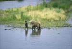 Braunbaerin mit spring cub am Flußufer