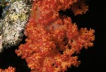 Weichkorallen im Roten Meer