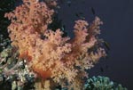 Weichkoralle im Roten Meer