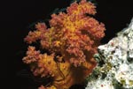 Weichkoralle im Roten Meer