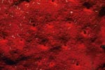 Roter Schwamm im Roten Meer