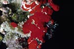 Roter Bohrschwamm (Cliona vastifica)
