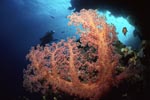 Weichkoralle und Taucherin an einem Korallenueberhang