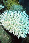Korallenbleiche
