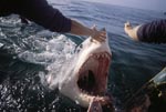 Weißer Hai greift Außenbordmotor an 