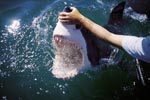 Weißer Hai – der mit den gezackten Zaehnen