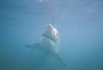 Wissenschaftlich gesehen ein fast unbeschriebenes Blatt: Der Weiße Hai