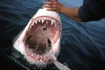 Die Zaehne des Weißen Hais 
