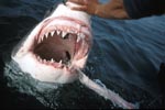 Die Zaehne des Weißen Hais 