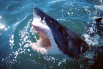 Weißer Hai hebt seinen Kopf aus dem Wasser