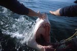 Weißer Hai am Außenbordmotor