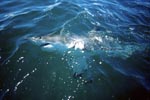 Weißer Hai patrouilliert an der Wasseroberflaeche