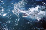 Weißer Hai erkundet die Welt ueber Wasser