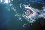 Weißer Hai unterwegs in den Weiten des Ozeans