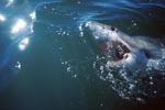 Der Weiße Hai hat eine Schluesselposition im maritimen Oekosystem