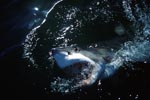 Weißer Hai taucht aus dem dunklen Wasser auf