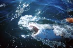 Weißer Hai naehert sich unserem Außenbordmotor