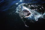 Weißer Hai erkundet die Ueberwasserwelt