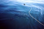 Weißer Hai umkreist den Koeder