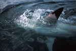 Die Brustflosse des Weißen Hais an der Wasseroberflaeche