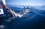 Weißer Hai versucht in den Außenbordmotor zu beißen