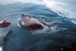 Weißer Hai nimmt Kurs auf den Außenbordmotor