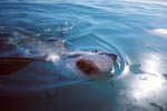 Weißer Hai durchdringt die Meeresoberflaeche
