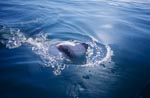 Weißer Hai durchbricht die Wasseroberflaeche vor Geyser Rock