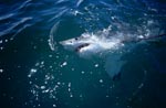 Das Auge des Weißen Hais beobachtet die Ueberwasserwelt