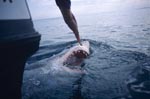 Weißer Hai taucht an unserem Boot auf 