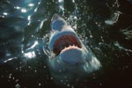 Weißer Hai untersucht die Ueberwasserwelt