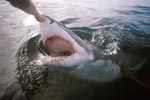 Nasenberuehrung des Weißen Hais mit der Hand