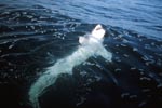 Weißer Hai liegt auf dem Ruecken