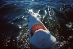 Weißer Hai sondiert die Ueberwasserwelt 