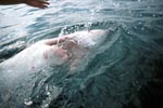 Der Große Weiße Hai auf dem Ruecken