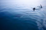 Hocheffizienter Meeresraeuber Weißer Hai