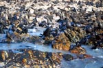 Pelzrobben auf Geyser Rock