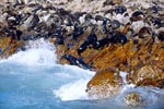 Pelzrobben auf Geyser Rock
