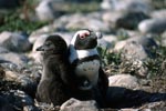 Brillenpinguin Kueken mit erwachsenem Pinguin
