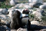 Brillenpinguinkueken mit erwachsenem Pinguin