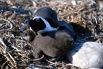 Junger Brillenpinguin und erwachsener Pinguin
