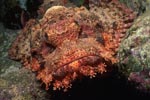 Ein Baertiger Drachenkopf liegt getarnt im Riff