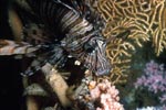 Indischer Rotfeuerfisch an einer Gorgonie