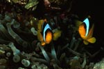 Zwei Rotmeer-Anemonenfische