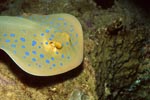 Blaupunktrochen sucht Versteck unter Korallenvorsprung