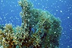 Feuerkoralle im klaren Wasser des Roten Meeres