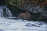 Braunbär auf Lachssuche am Wasserfall
