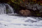 Braunbär im Herbst am Wasserfall